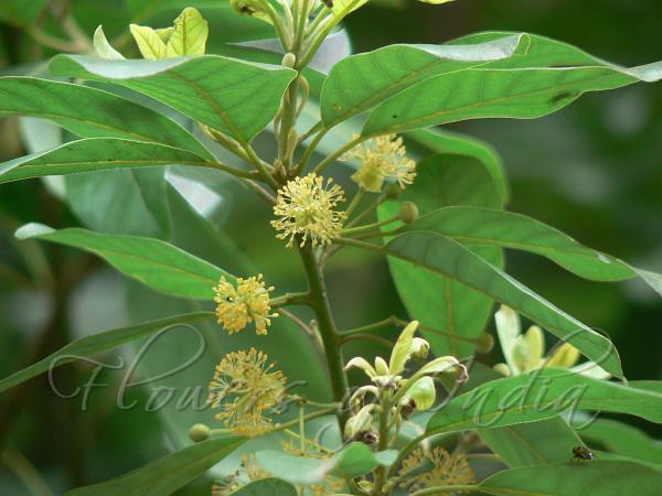 Deccan Litsea